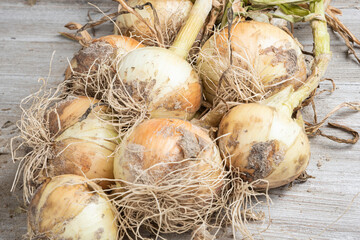 Freshly Unearthed Harvest Of Sweet White Onions