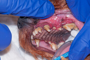 A lot of tartar/calculus dental in the dog on the corner teeth