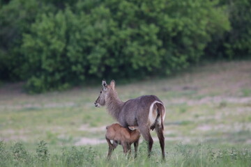 Wild African Waterbuck with baby by the Chobe River in Botswana