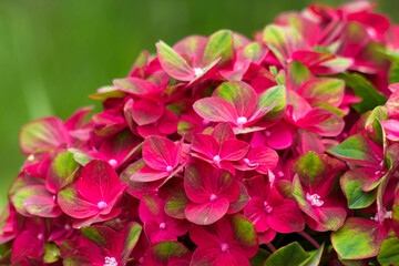 red hortensia flowers