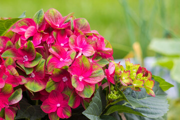 red hortensia flowers