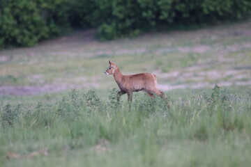 Wild African Waterbuck with baby by the Chobe River in Botswana