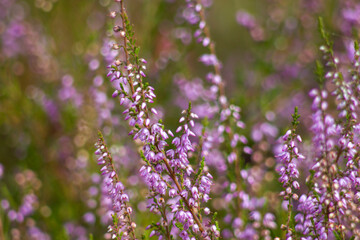 Blooming heather in National Park Maasduinen in the Netherlands
