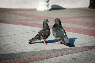 A serious conversation between two pigeons. Kiss of two pigeons.