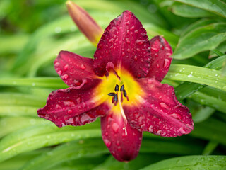 Daylily flower in full frame. Maroon and yellow. Large stamens.
