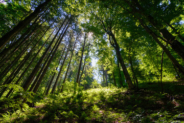 Fototapeta na wymiar sunlight in the magestic forest. Wideangle forest shot 