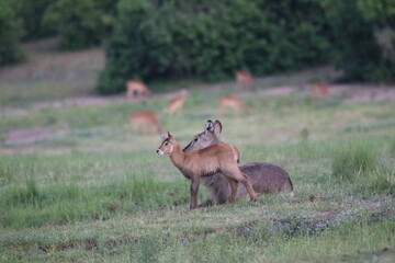 Wild African Waterbuck with baby by the Chobe River in Botswana