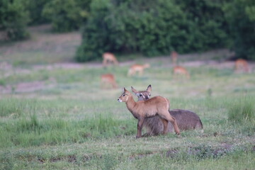 Wild African Waterbuck with baby by the Chobe River in Botswana