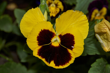 Summer. Tricolor violet, or pansies (Latin Víola trícolor), blooms in the garden of a country...