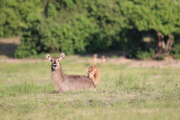 Wild African Waterbuck with baby by the Chobe River in Botswana