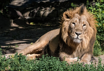 Asiatic Lion (Panthera leo persica)