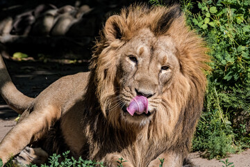 Fototapeta premium Asiatic Lion (Panthera leo persica)