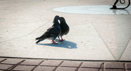 Kiss of two pigeons.