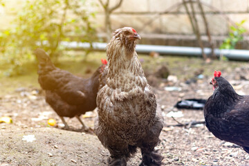 Beautiful chicken breed. Walking in the garden in the soft rays of sunset