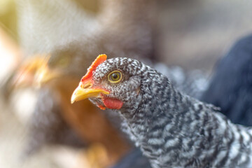 Beautiful chicken with curious expression. Close up view of healthy chicken from organic breeding on free range farm.
