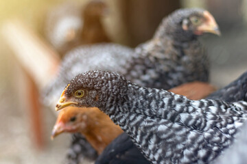 Beautiful chicken with curious expression. Close up view of healthy chicken from organic breeding on free range farm.