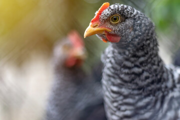 Beautiful chicken with curious expression. Close up view of healthy chicken from organic breeding on free range farm.