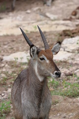 Wild African Waterbuck with baby by the Chobe River in Botswana