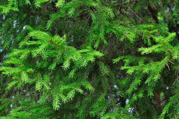 Green branches of spruce. Background