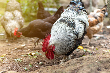 Curious Rooster looking at the camera. Beautiful Cock in animal farm