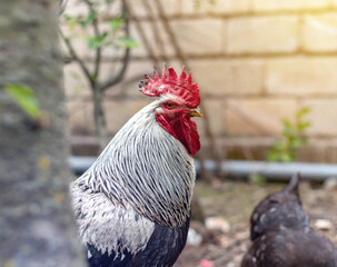Curious Rooster looking at the camera. Beautiful Cock in animal farm