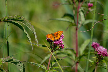 Orange butterfly in a meadow on a flower