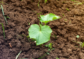 Cucumber seedling plants. A young stalk of cucumber with several leaves grows in the ground in a greenhouse. View from above.