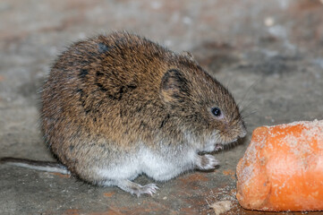 Tundra Vole (Microtus oeconomus) on Barents Sea coast, Timan tundra, Arctic,Russia