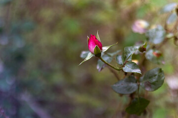 Beautiful Double Delight rose flower on blurry background of evergreens. Selective focus. white-pink rose cakes Double Delight glow in rays of summer sun. Close-up.