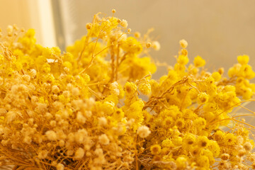 dried yellow mountain flowers from the close-up