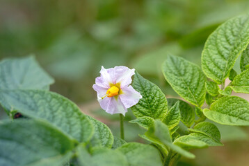 Obraz na płótnie Canvas Potato plant flowers blooming in the garden. White blooming potato flower on farm field.