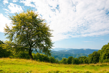 beech tree on the green alpine meadow. carpathian mountain landscape in summertime. wonderful sunny weather with clouds on the blue sky.