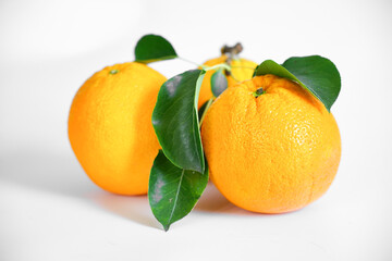juicy oranges with green branch and leaves on white background