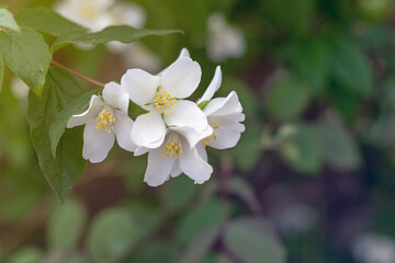Obraz na płótnie Canvas Jasmine spring flowers. Close up of jasmine flowers in a garden