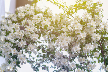 Jasmine spring flowers. Close up of jasmine flowers in a garden