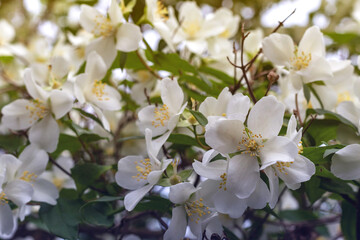 Jasmine spring flowers. Close up of jasmine flowers in a garden