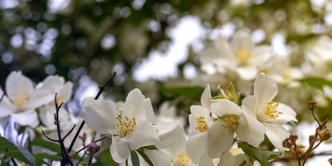 Obraz premium Jasmine spring flowers. Close up of jasmine flowers in a garden