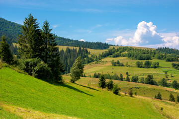 Fototapeta na wymiar rural fields on a sunny summer day. trees on the grassy hills. beautiful countryside scenery of carpathian mountains. fluffy clouds on the blue sky