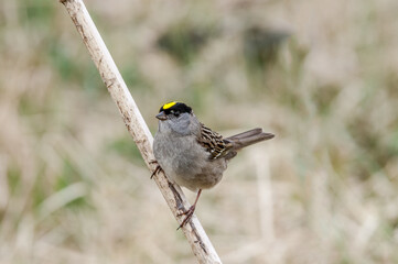 Golden-crowned Sparrow (Zonotrichia atricapilla) at Chowiet Island, Semidi Islands, Alaska, USA