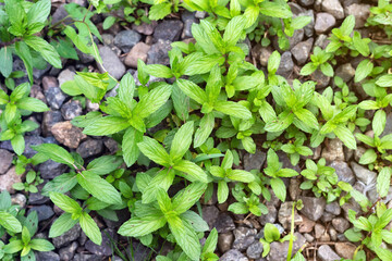 Mint plant grow at vegetable garden. Fresh peppermint in a garden.
