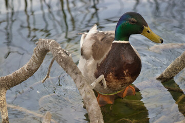 Duck swimming in the river