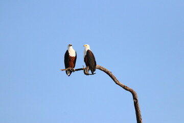 African Fish Eagles by the Chobe River in Botswana