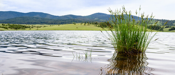 Fototapeta na wymiar Grass in the water