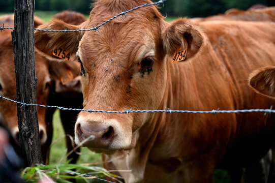 Closeup of a brown cow looking at the photographer