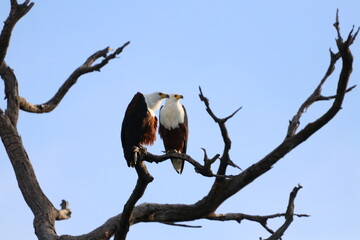 African Fish Eagles by the Chobe River in Botswana