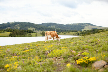 A cow grazing the grass