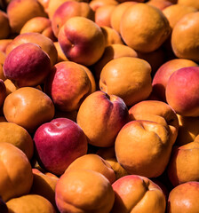 Natural, organic grown apricots at harvest