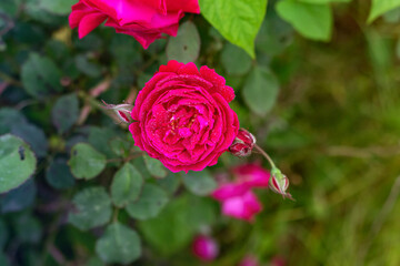 Red Roses in a garden with water drops.