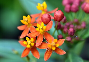 Blüten einer Indianer-Seidenpflanze