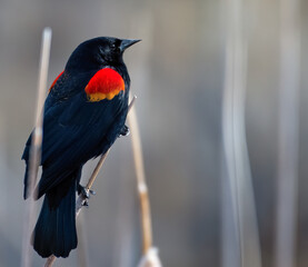 red winged blackbird